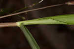 Variable panicgrass